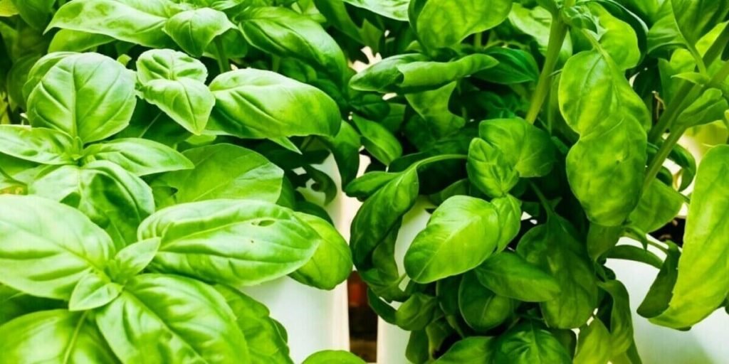 Vertical hydroponic basil farming in a tower system