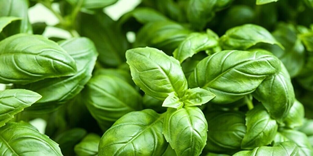 Close-up of fresh green basil leaves growing in a hydroponic system