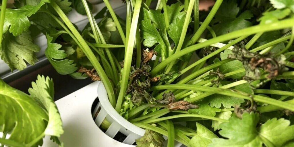 Fresh hydroponic cilantro green leaves growing in indoor vertical farming system