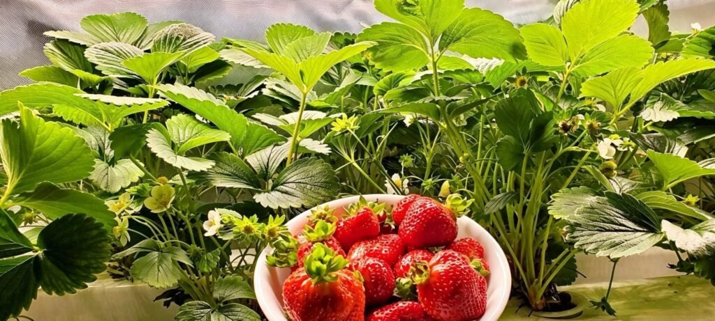 Fresh hydroponic strawberry plant with green leaves and ripe red berries in indoor farming system