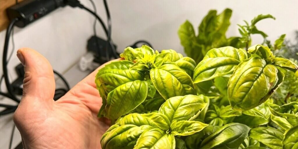 Freshly harvested hydroponic basil leaves