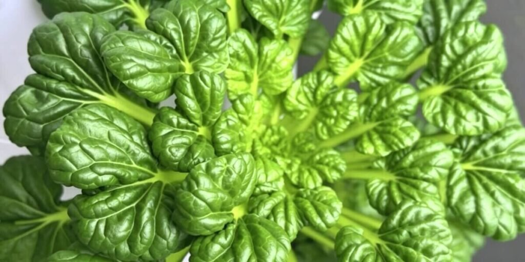 Healthy hydroponic lettuce growth with lush green leaves in indoor system
