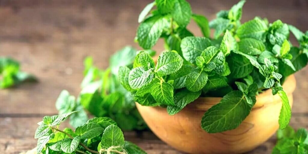 Vertical hydroponic mint farming in a tower system