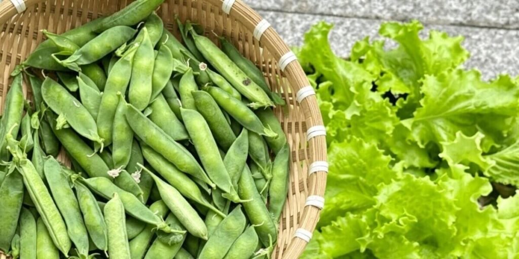 Hydroponic snap peas harvesting fresh green pods in indoor vertical farm system