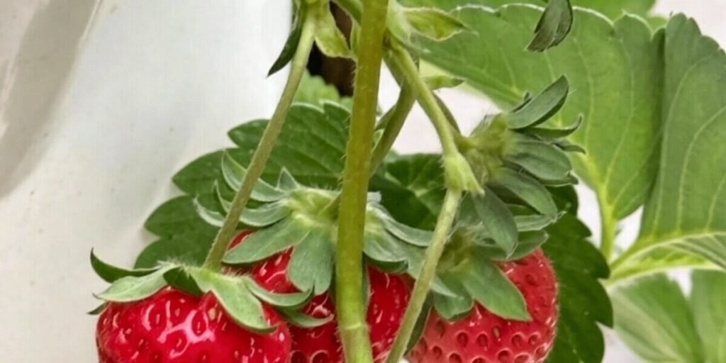 Ripe strawberries growing in hydroponic vertical tower system indoor farming