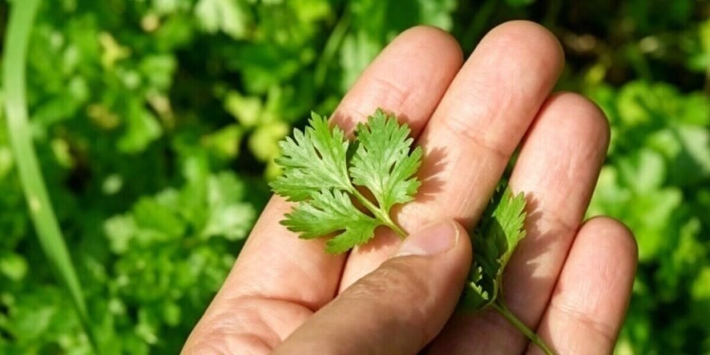 Lush hydroponic cilantro growing in vertical tower indoor farming system