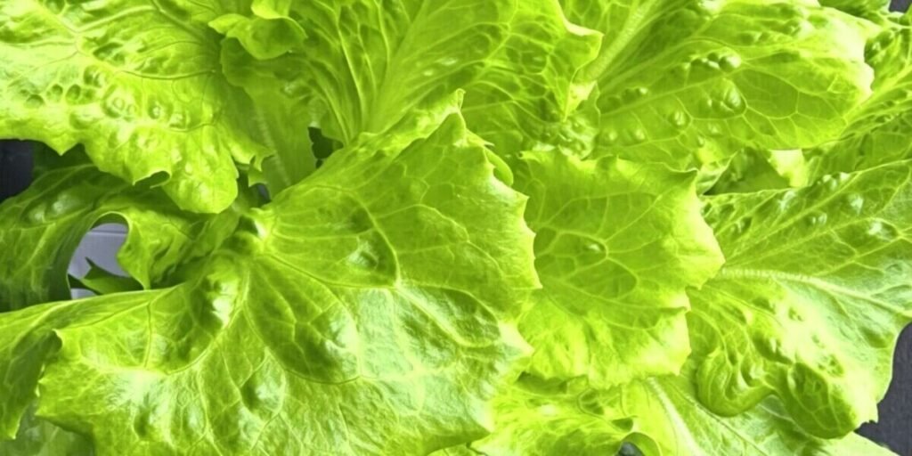 Lush lettuce growing in vertical hydroponic tower farming system indoor
