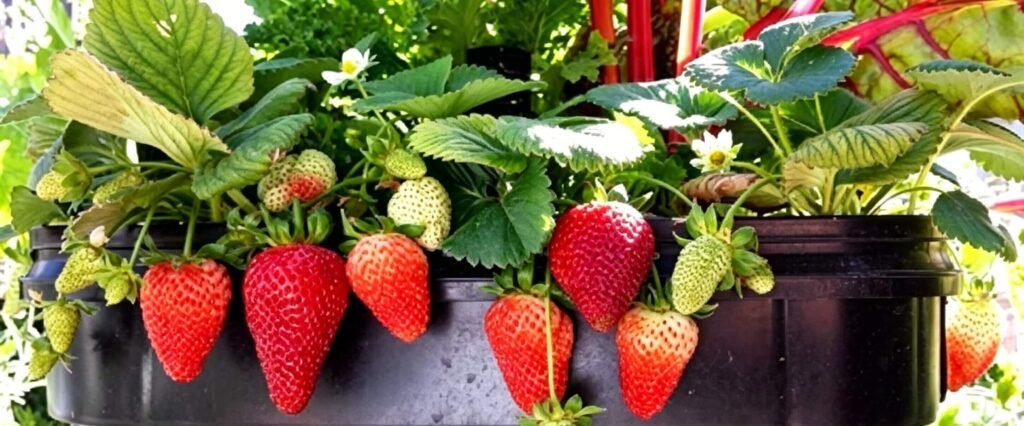 Ripe strawberries growing in hydroponic vertical farming tower system indoors