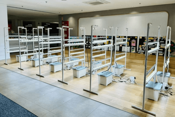 Preparing an NFT hydroponic system in an indoor classroom for vegetable cultivation.