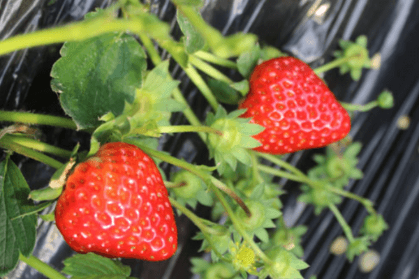 Close-up of fresh, juicy strawberries grown without soil using hydroponics.