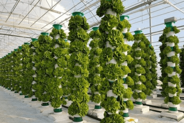 Large-scale commercial hydroponic farm demonstrating innovative soilless agriculture.