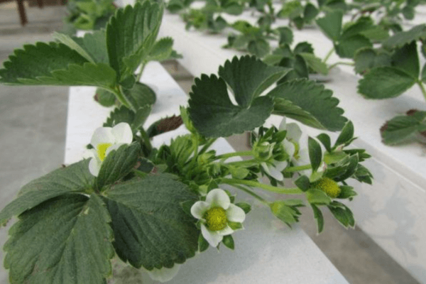 Flowering strawberry plants inside a commercial hydroponic farming system.