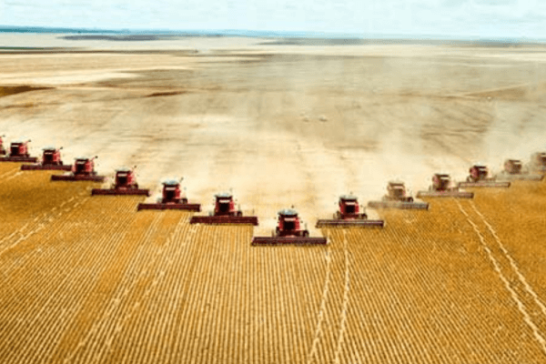 Traditional soil-based farming method currently used for crop cultivation.