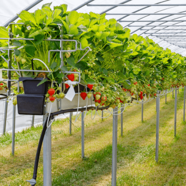 Greenfuturehydro Dutch Bucket DWC System – Cannabis, Tomatoes & Herbs | Bulk Supply - 图片 6