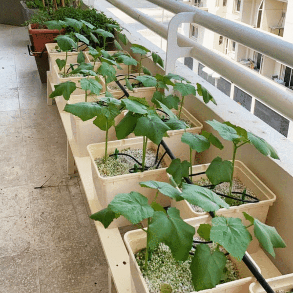 Greenfuturehydro Dutch Bucket DWC System – Cannabis, Tomatoes & Herbs | Bulk Supply - 图片 5