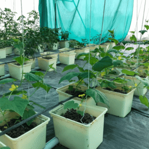 Greenfuturehydro Dutch Bucket DWC System – Cannabis, Tomatoes & Herbs | Bulk Supply - 图片 4