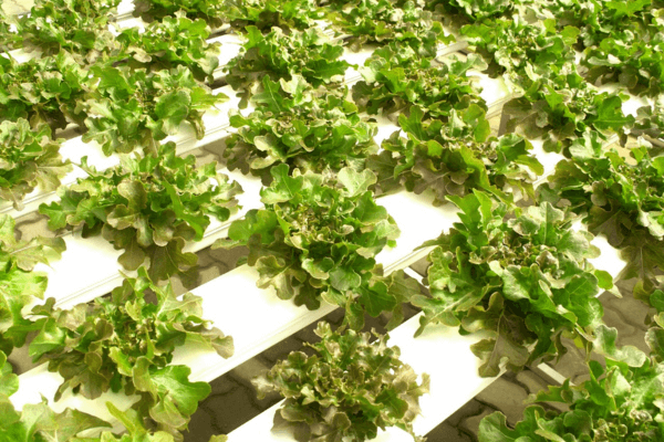 Close-up of leafy greens growing in NFT hydroponic pipes at a commercial farm.