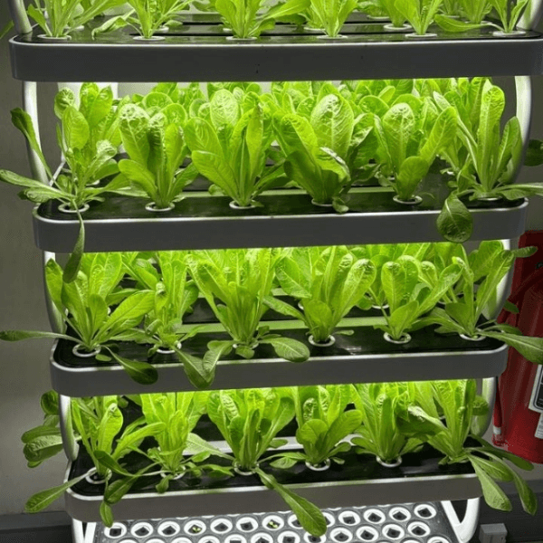 Fresh and healthy vegetables growing in a vertical hydroponic tower system.
