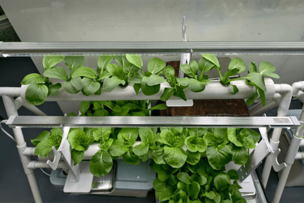 Cultivating premium leafy greens with advanced hydroponic techniques for optimal freshness and nutrition.