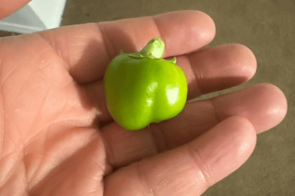 Harvesting fresh green peppers from a hydroponic tower, illustrating sustainable home gardening.