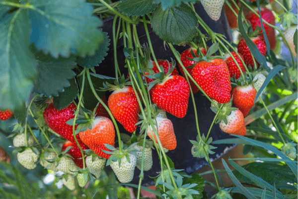 Person harvesting ripe hydroponic strawberries from a vertical indoor system.
