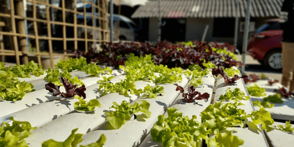 How to Grow Leafy Greens in Hydroponics