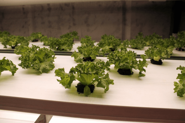 Fresh lettuce cultivated using hydroponic techniques with nutrient-rich water.