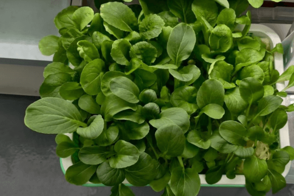Fresh green vegetables harvested from a hydroponic system, showcasing healthy soil-free gardening.