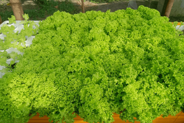 Fresh hydroponic lettuce being harvested by hand, showcasing crisp and healthy greens.