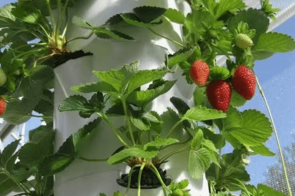 Hydroponic sky tower cultivating fresh cream strawberries, a perfect example of hydroponic for sustainable living.