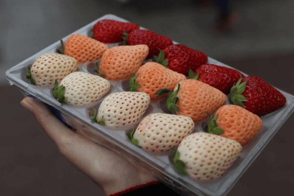 Different strawberry varieties suitable for hydroponic farming, highlighting adaptability and growth potential.