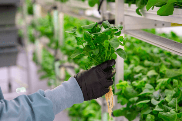 Fresh hydroponic vegetables being harvested for sustainable food production.