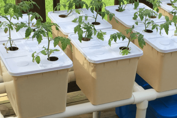 Dutch bucket hydroponic system set up for kids to grow larger plants like tomatoes and peppers indoors or outdoors.