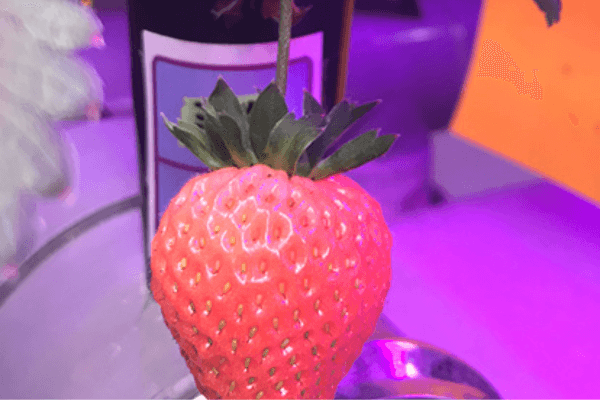 Hydroponic strawberries growing under full-spectrum indoor LED grow lights.