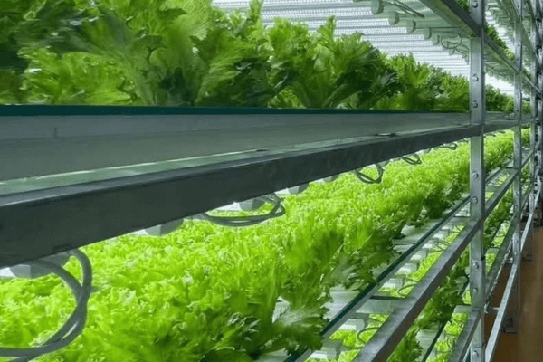 Indoor LED grow lights promoting healthy vegetable growth in hydroponic for sustainable living setups.