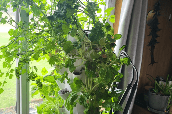 Indoor mini hydroponic tower showing rapid plant growth, ideal for hydroponic for sustainable living.