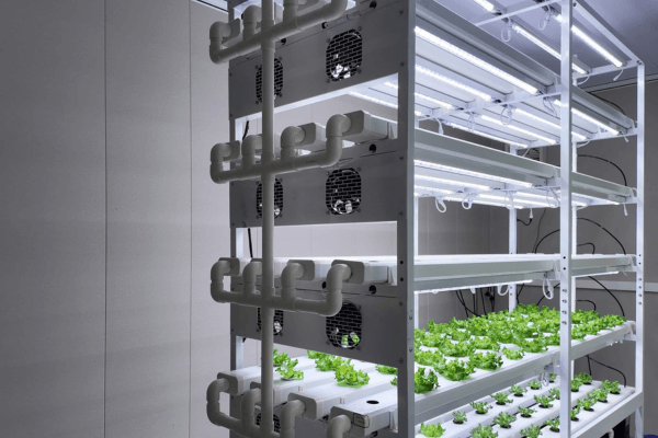 Indoor vertical hydroponic system growing lush lettuce in a space-saving setup.