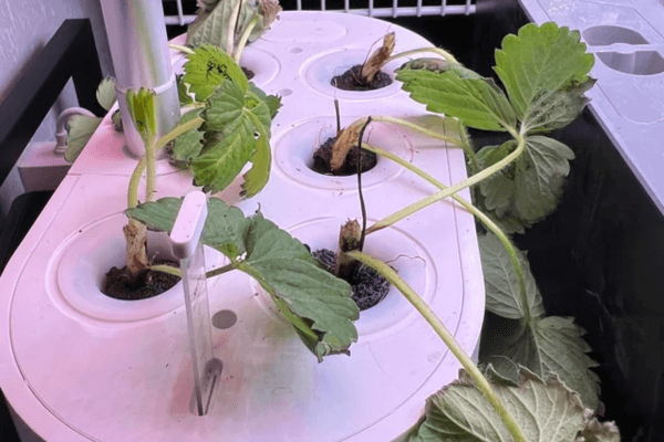 Desktop hydroponic growing machine showcasing homegrown strawberries indoors.