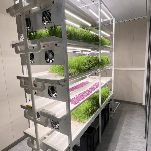 Fodder grass being cultivated under LED grow lights on shelves in a compact indoor space.
