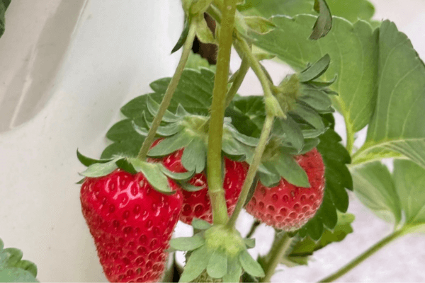 Strawberries growing in a vertical hydroponic sky tower system indoors.