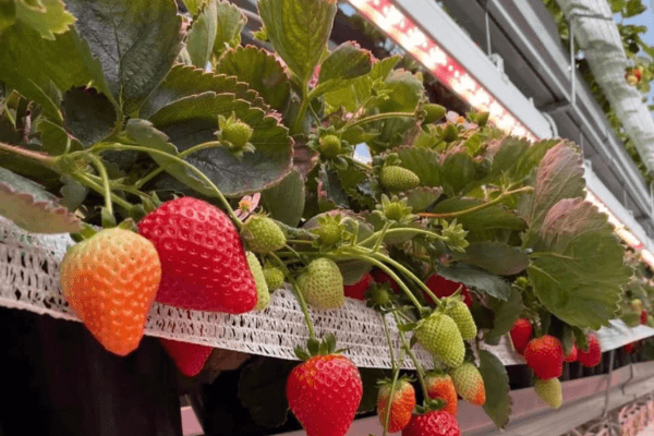 Ripe strawberries growing in a vertical NFT hydroponic system at a commercial farm.