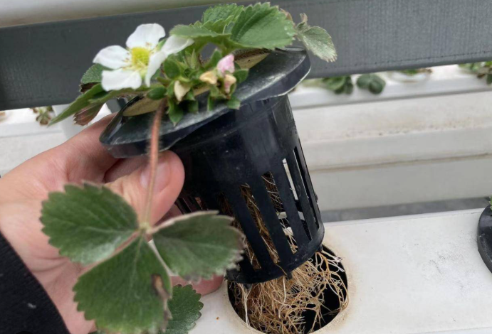 Hand holding a hydroponic strawberry plant showing clean roots in a net cup.