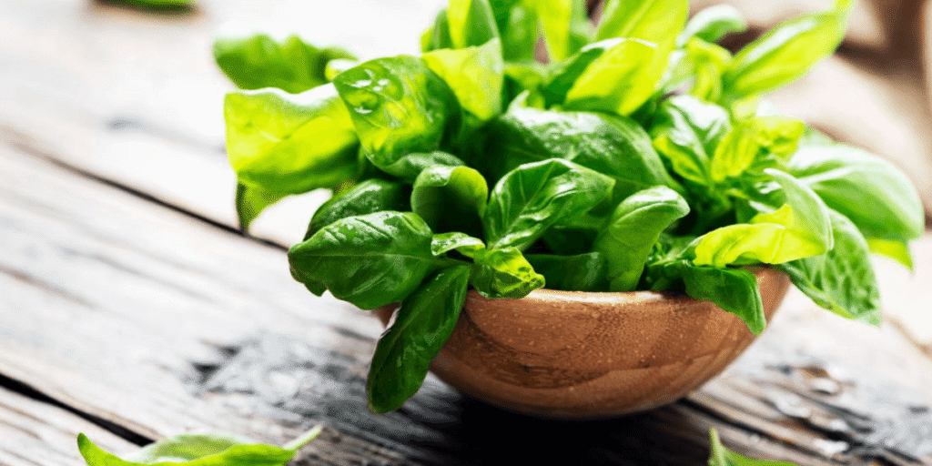 Fresh basil grown in hydroponics with tips on flavor, uses, and plant care.