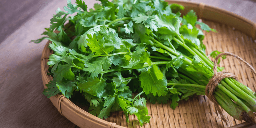 Hydroponic cilantro with planting and harvesting advice for fresh flavor.