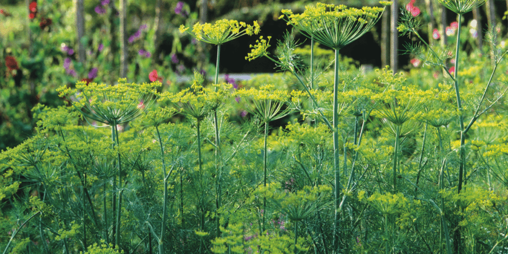 Fresh hydroponic dill with simple care tips for healthy growth.
