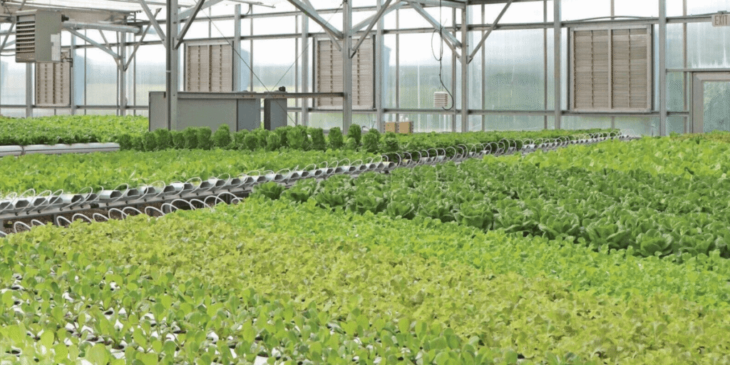 Hydroponic plants growing in a greenhouse using NFT system.