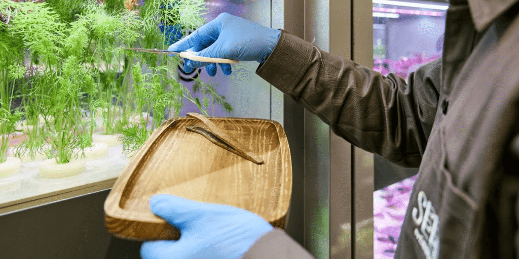 People harvesting fresh hydroponic vegetables in an indoor farm, enjoying sustainable and soil-free gardening.