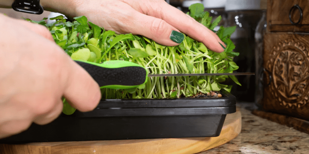 Hands carefully harvesting fresh microgreens from a hydroponic growing tray.