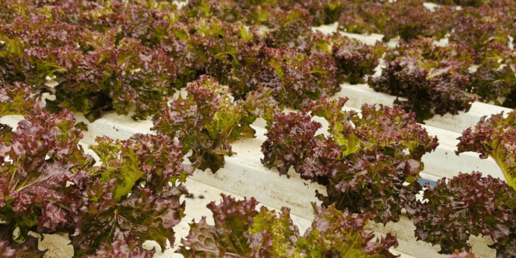 Healthy hydroponic system inside a greenhouse, producing fresh vegetables in a controlled and environmentally friendly environment.