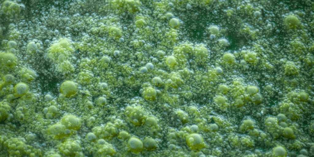Close-up of algae growth in a hydroponic system showing green biofilm on the reservoir and tubing.